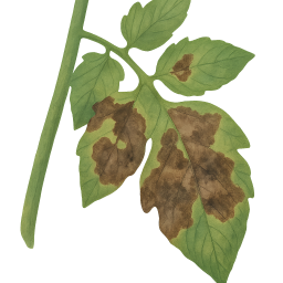 Late Blight