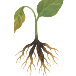 Root Rot