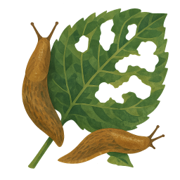 Slugs