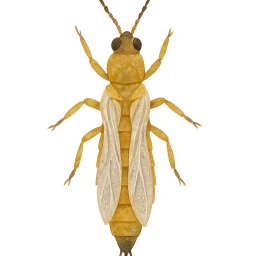 Thrips