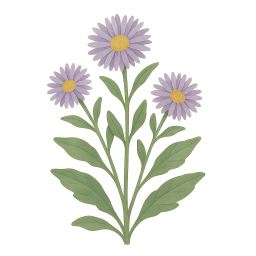 Aster