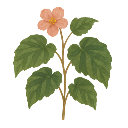 Begonia