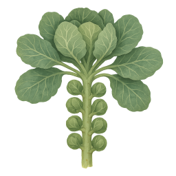 Brussels Sprouts