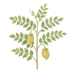 Chickpeas