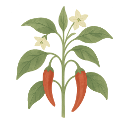 Chilli