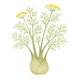 Fennel