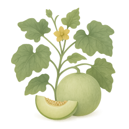 Honeydew