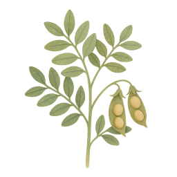 Lentils