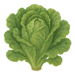 Lettuce