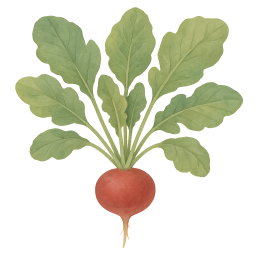Radish