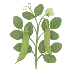 Snow Peas