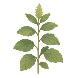 Spearmint