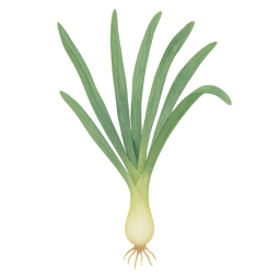 Spring Onion