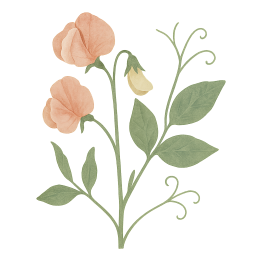 Sweet Pea