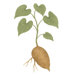 Yam